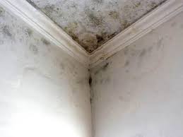 Best Asbestos and Lead Testing During Mold Inspection in Santa Nella, CA